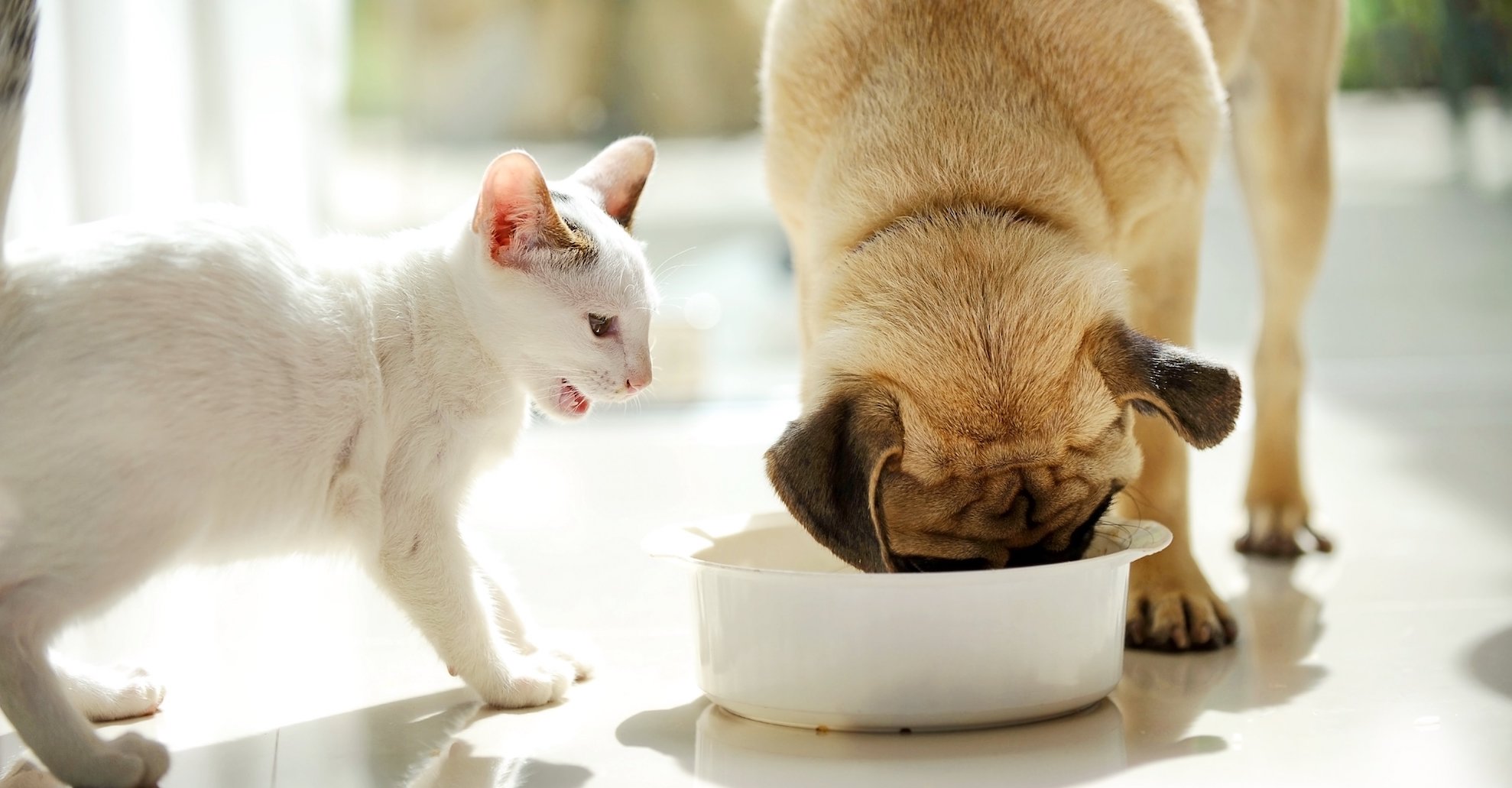 catfood-top.jpg